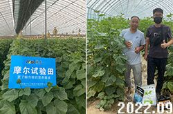 試驗田大棚黃瓜施肥喜獲成功 試驗田大棚黃瓜施肥喜獲成功